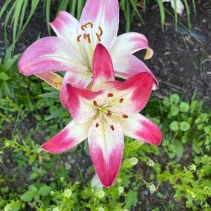 Meet your Posher, Jackie